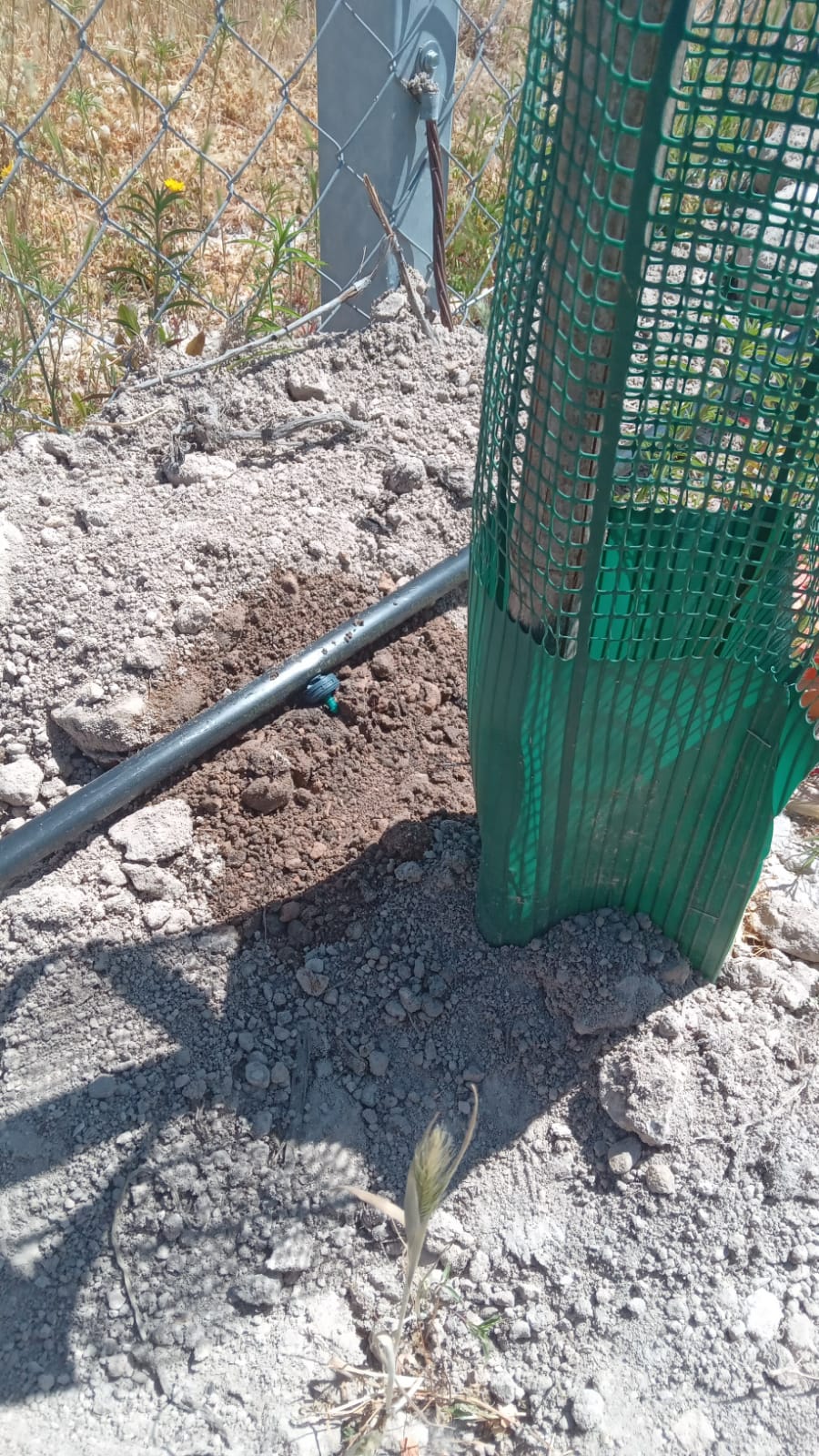 imagen 5 riego tecnificado